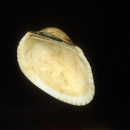 Shell for first scraping (le asi), Samoa.