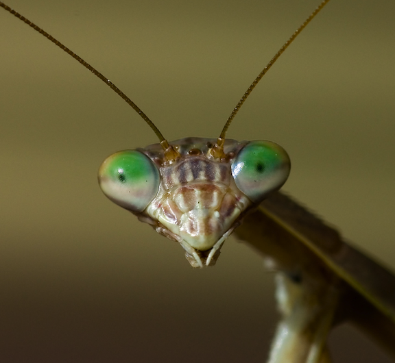 Close up of a praying mantis.