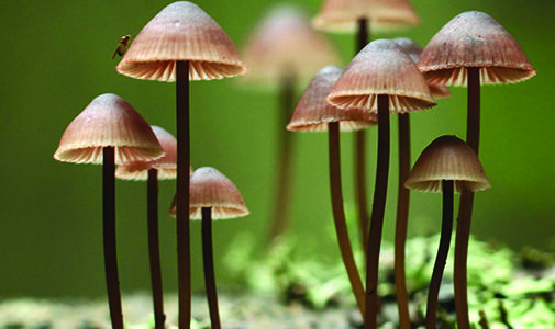 Fungus Fair image