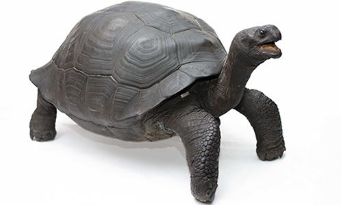 Galapagos Turtle for the Members Event image