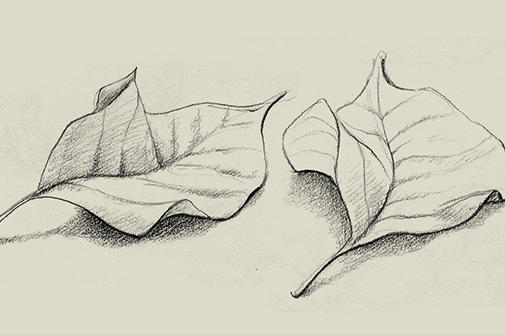 Two sketched leaves.