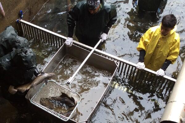 Workers at tribal fishery standing in water transferring healthy salmon