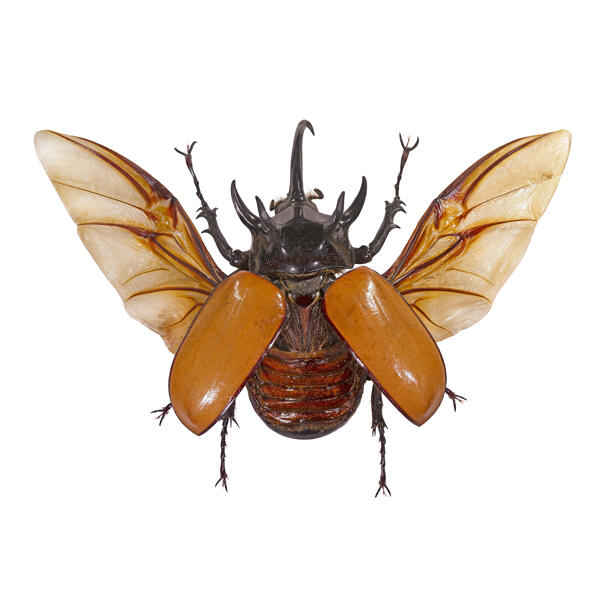 Large tan beetle.
