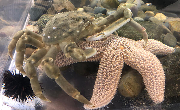 Crab crawling over a starfish.