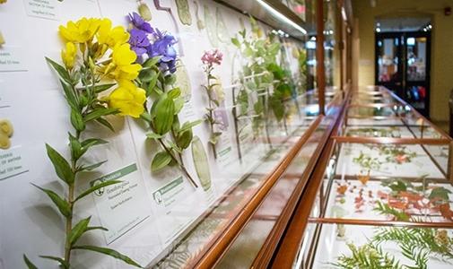 Glass Flowers Exhibit at the Harvard Museum of Natural History