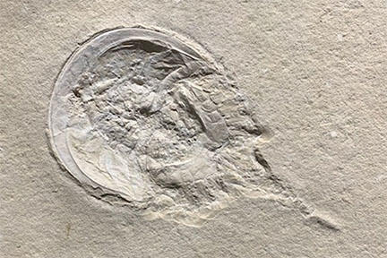 horseshoe crab fossil.