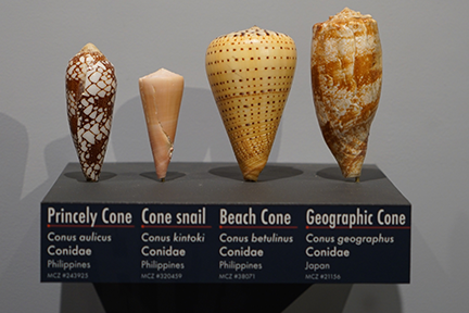 Four shells of varying heights and colors.