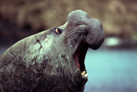 Elephant Seal_Rus Hoelzel