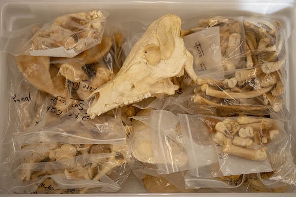 Samples of faunal bone.