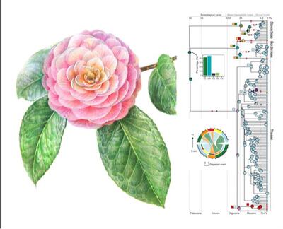 image of Theaceae flower and genetic tree