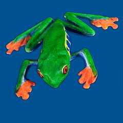 3D model of a brightly painted frog.