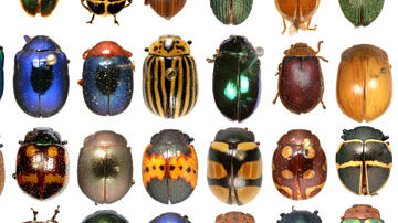Rockefeller Beetles main exhibit page