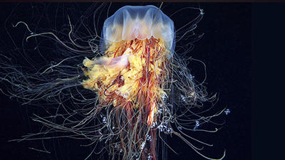 Photo of Lions Mane Jellyfish