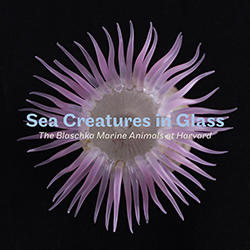 Sea Creatures in Glass