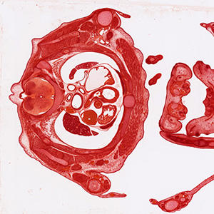 embryological collection