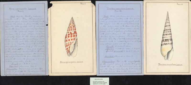 color illustration of shell species and handwritten notes