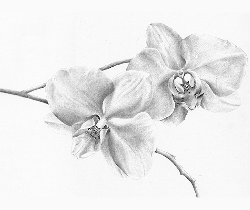 Pencil drawing of two flowers.