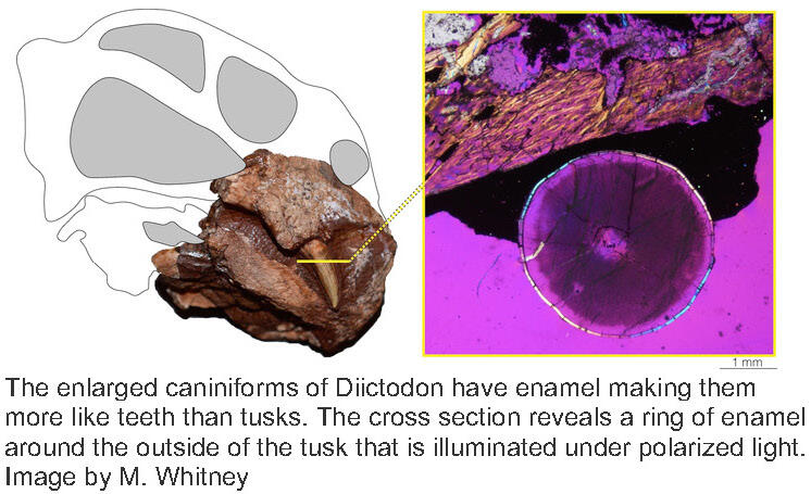 Enlarged caniniforms of Diictodon with enamel making them more like teeth than tusks. Image by M. Whitney