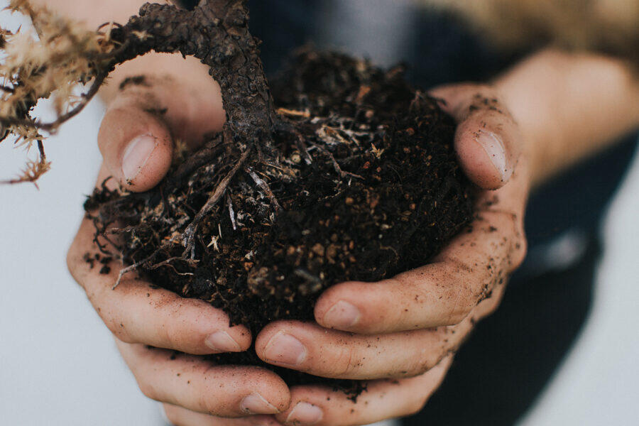 Hands holding a germinating plant in soil