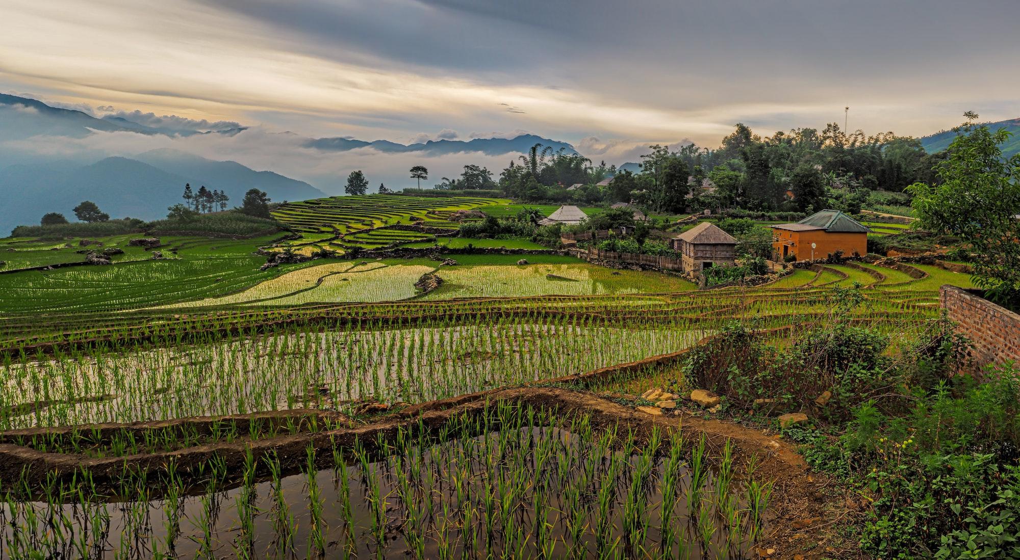 Scenery of rice fields in Vietnam