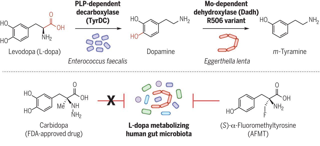 Gut microbes metabolize the Parkinson’s drug L-dopa