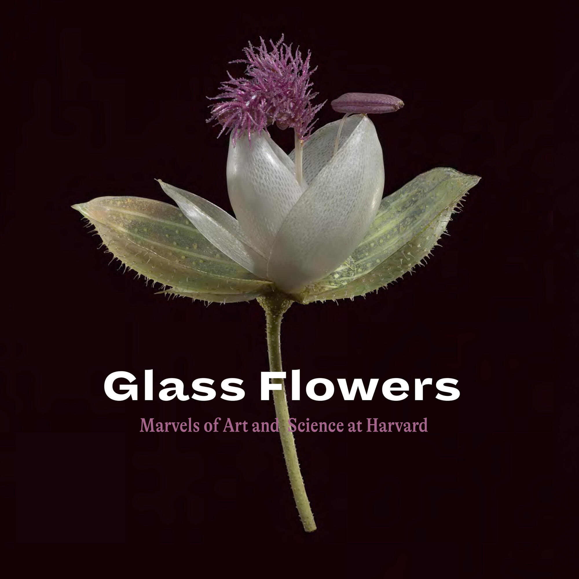 Glass Flowers book cover