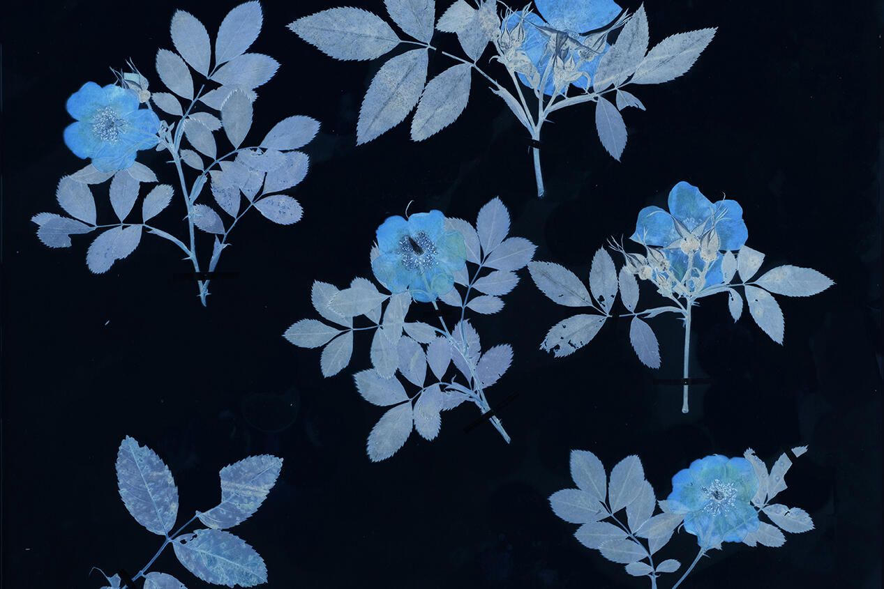 Cyanotype images of flowers on black background.