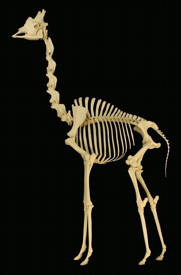 Giraffe skeleton against a black background.