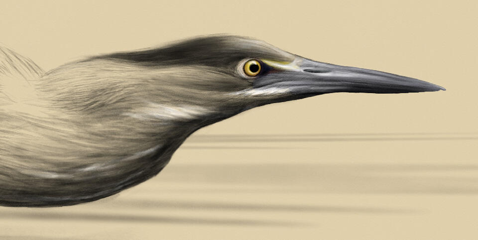 Color illustration of a green heron's head.