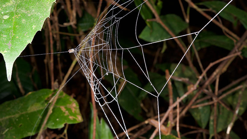Image for the Orb-Weavers exhibit