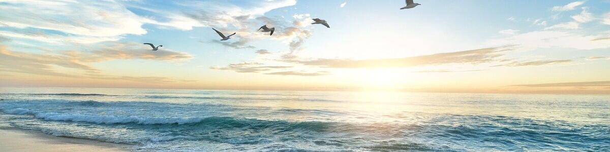 Birds flying over the beach where the ocean meets the sand.