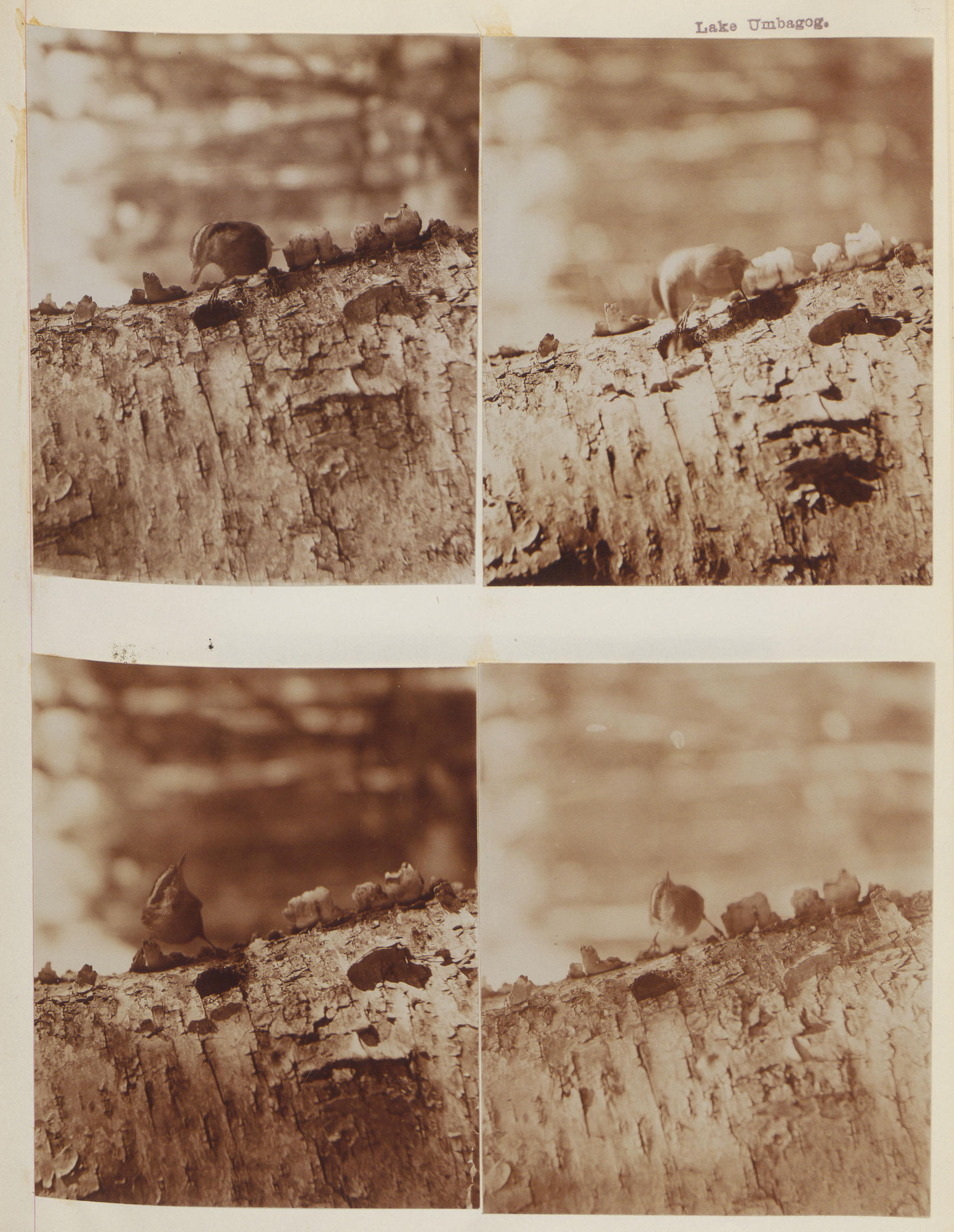 Four sepia-toned photographs of a nuthatch perched on a tree trunk, with varying focus and clarity.