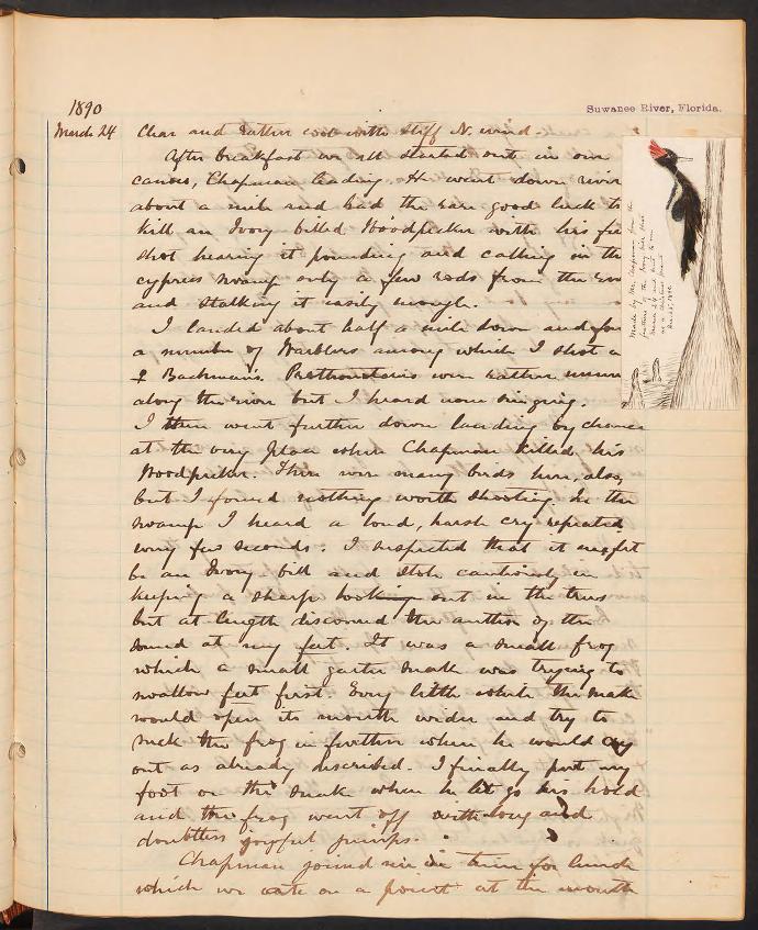 A photo of a handwritten journal page. In the right margin is a colored pictured of an Ivory-billed Woodpecker.