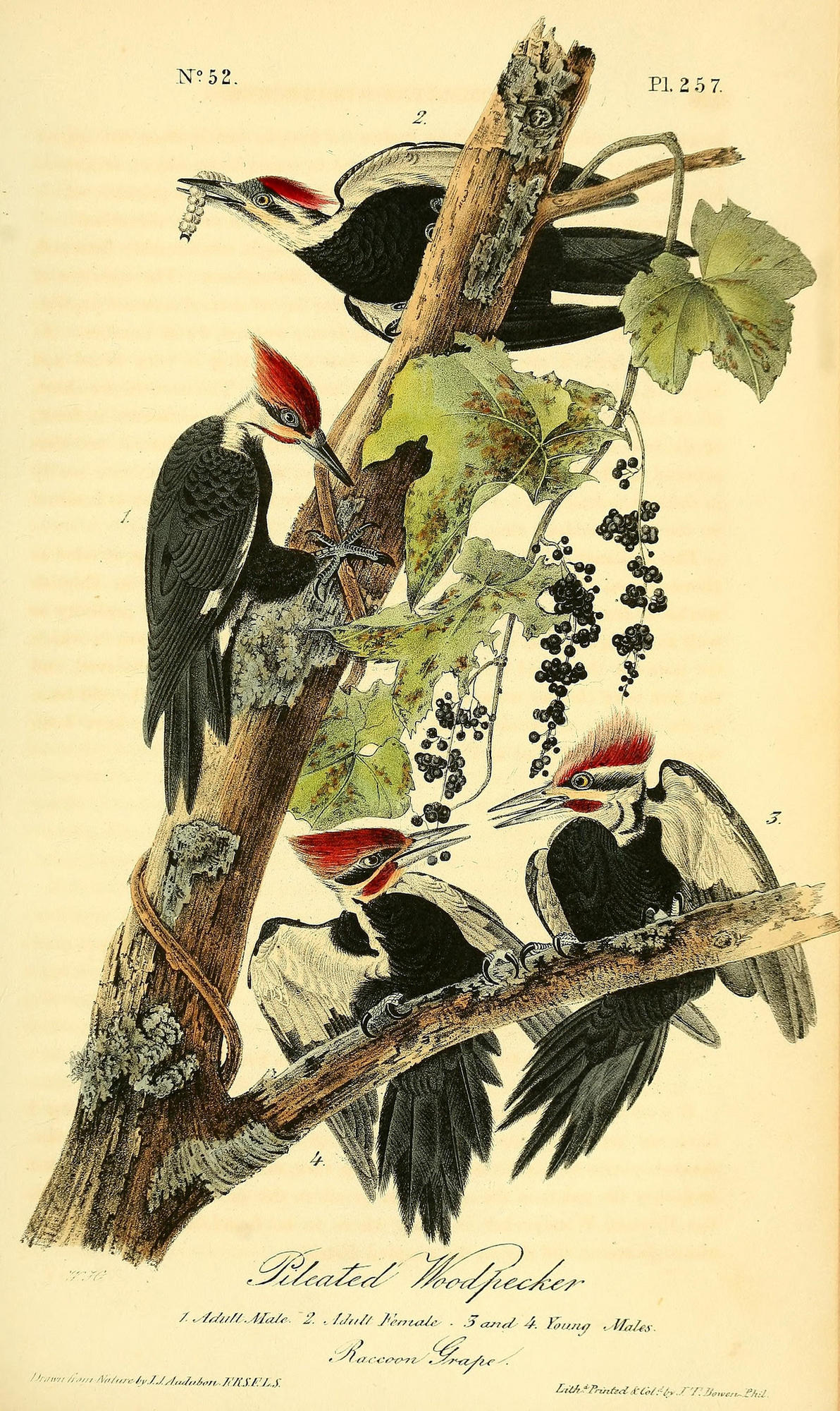 Illustration of Pileated Woodpeckers by John James Audubon.