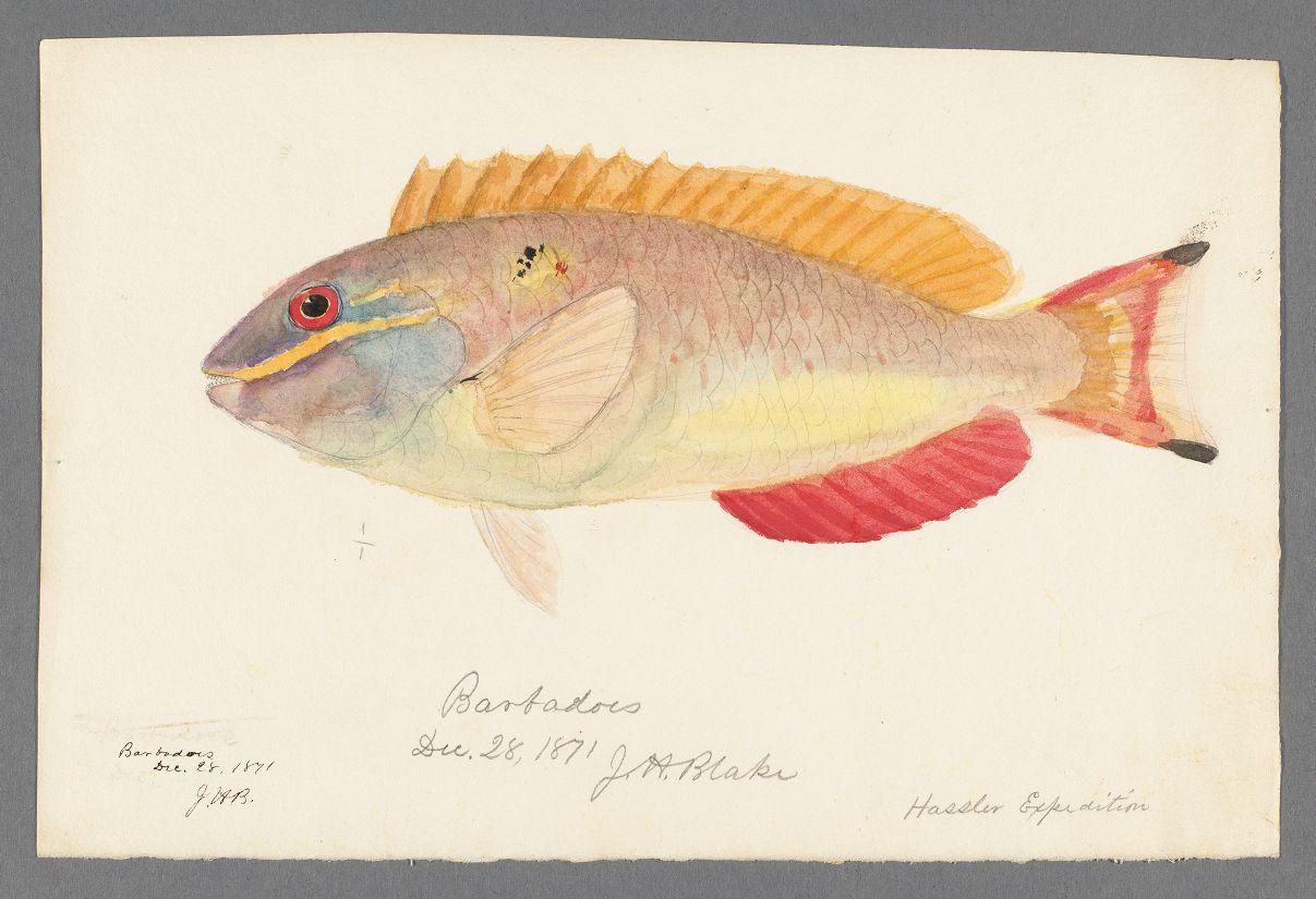 Barbados fish drawing