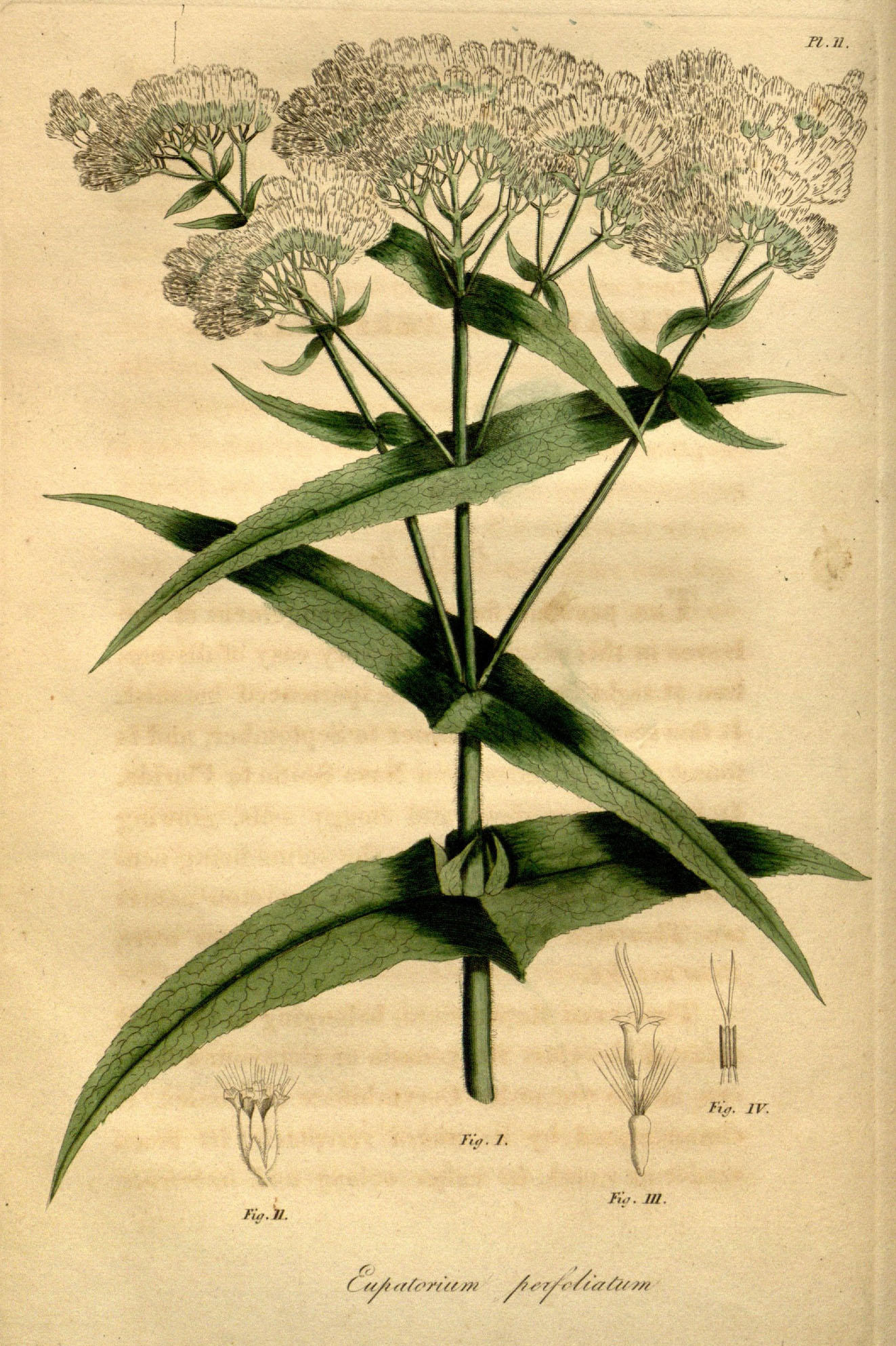 Illustration of a plant in the genus Eupatorium, with small white flowers.