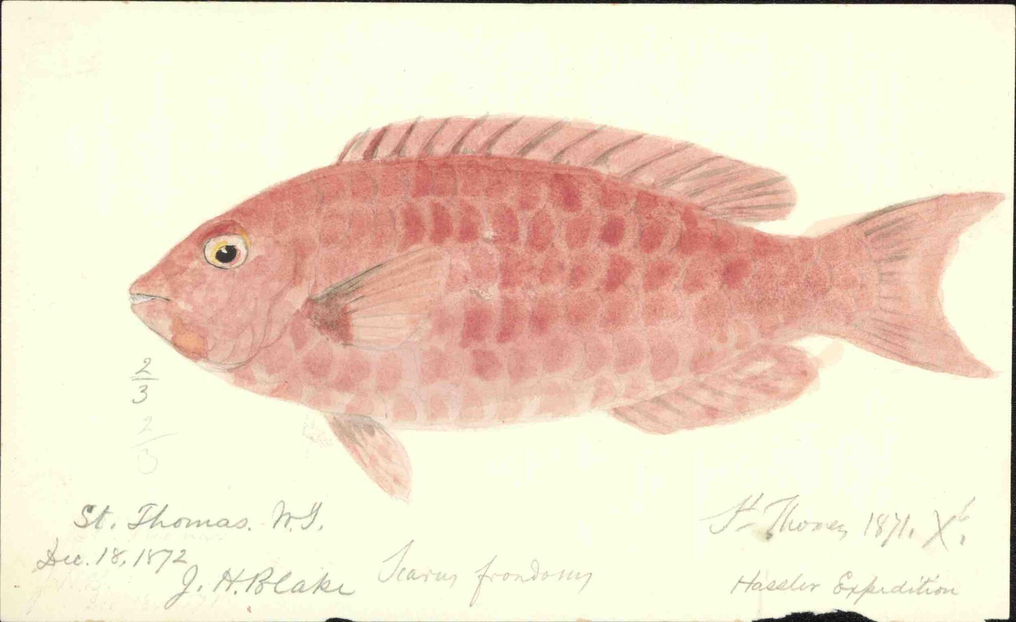 watercolor of a red scaled fish, its eye peering toward the viewer dated December 18th 1872