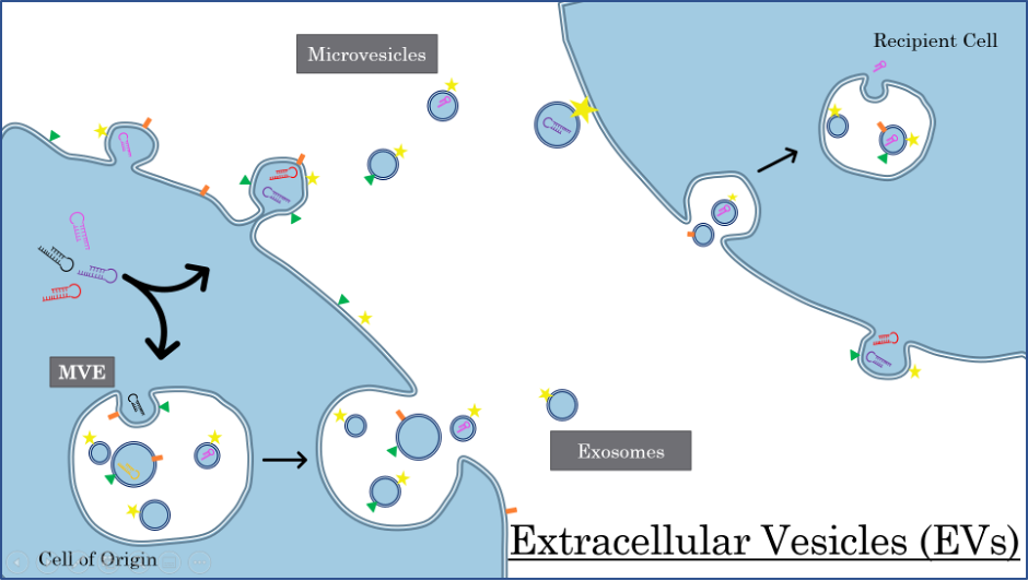 schematic drawing of extracellular vesicles