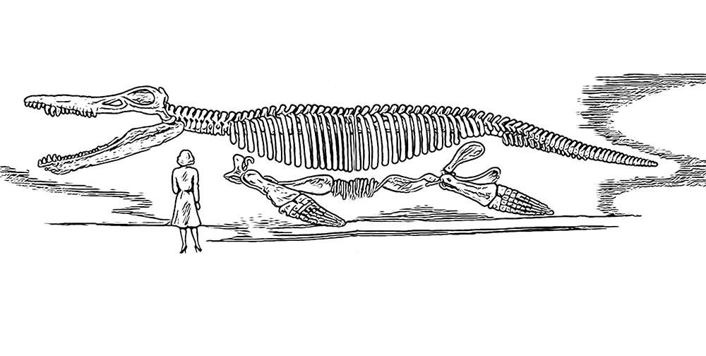 Skeleton view of the Kronosaurus.