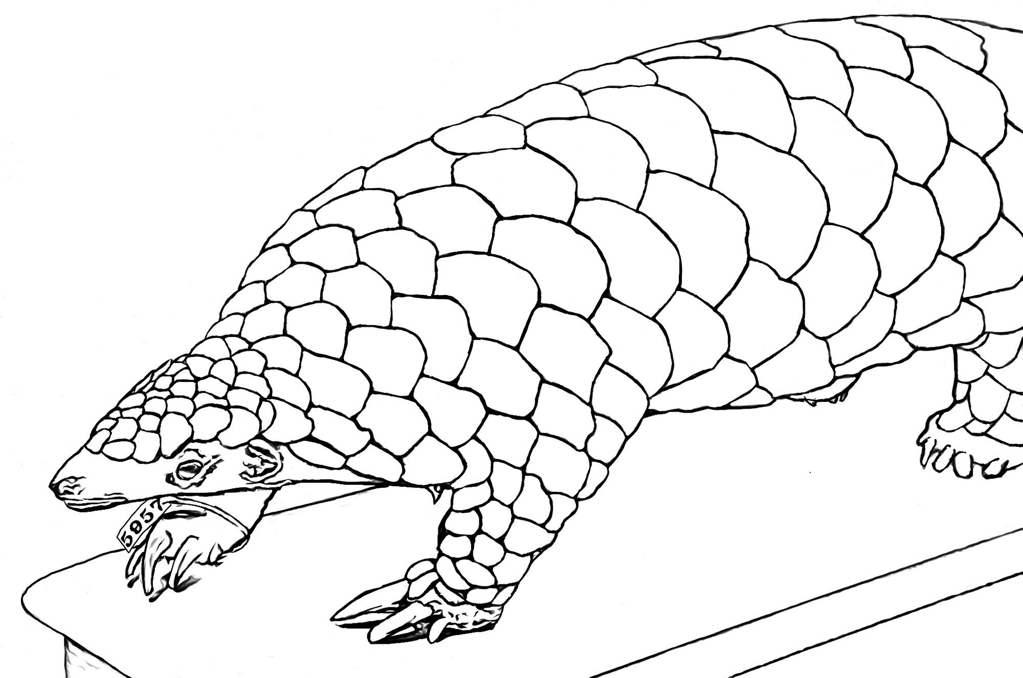 Black and white illustration of a pangolin.