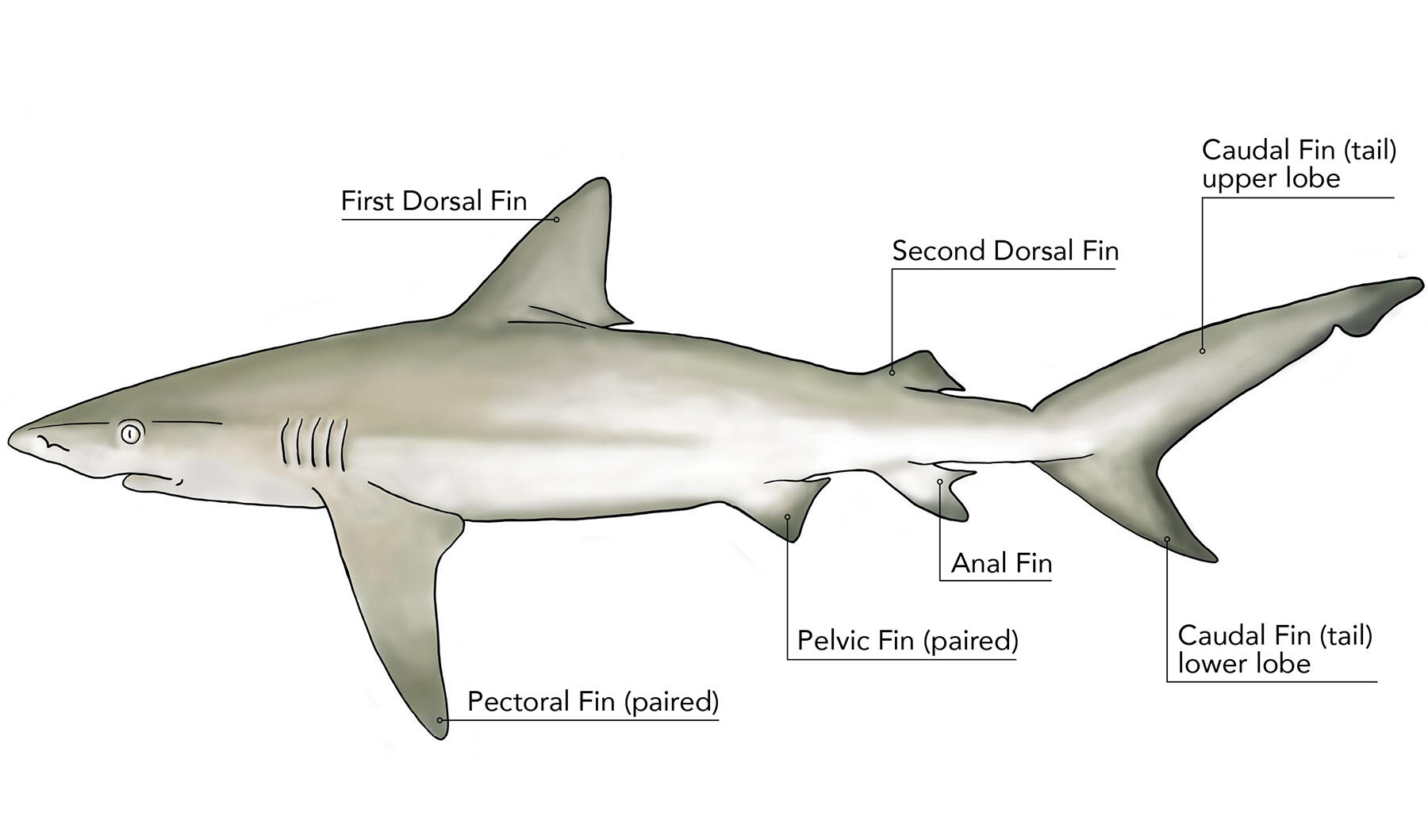 Illustration of a shark with text on top &quot;First Dorsal Fin, Second Dorsal Fin, Caudal Fin (tail) upper lobe&quot; on bottom &quot;Pectoral Fin (paired), Pelvic Fin (paired), Anal Fin, Caudal Fin (tail) lower lobe&quot;.