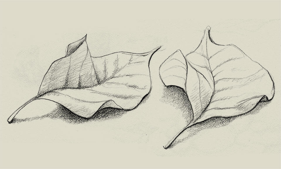 Pencil drawing of two leaves.