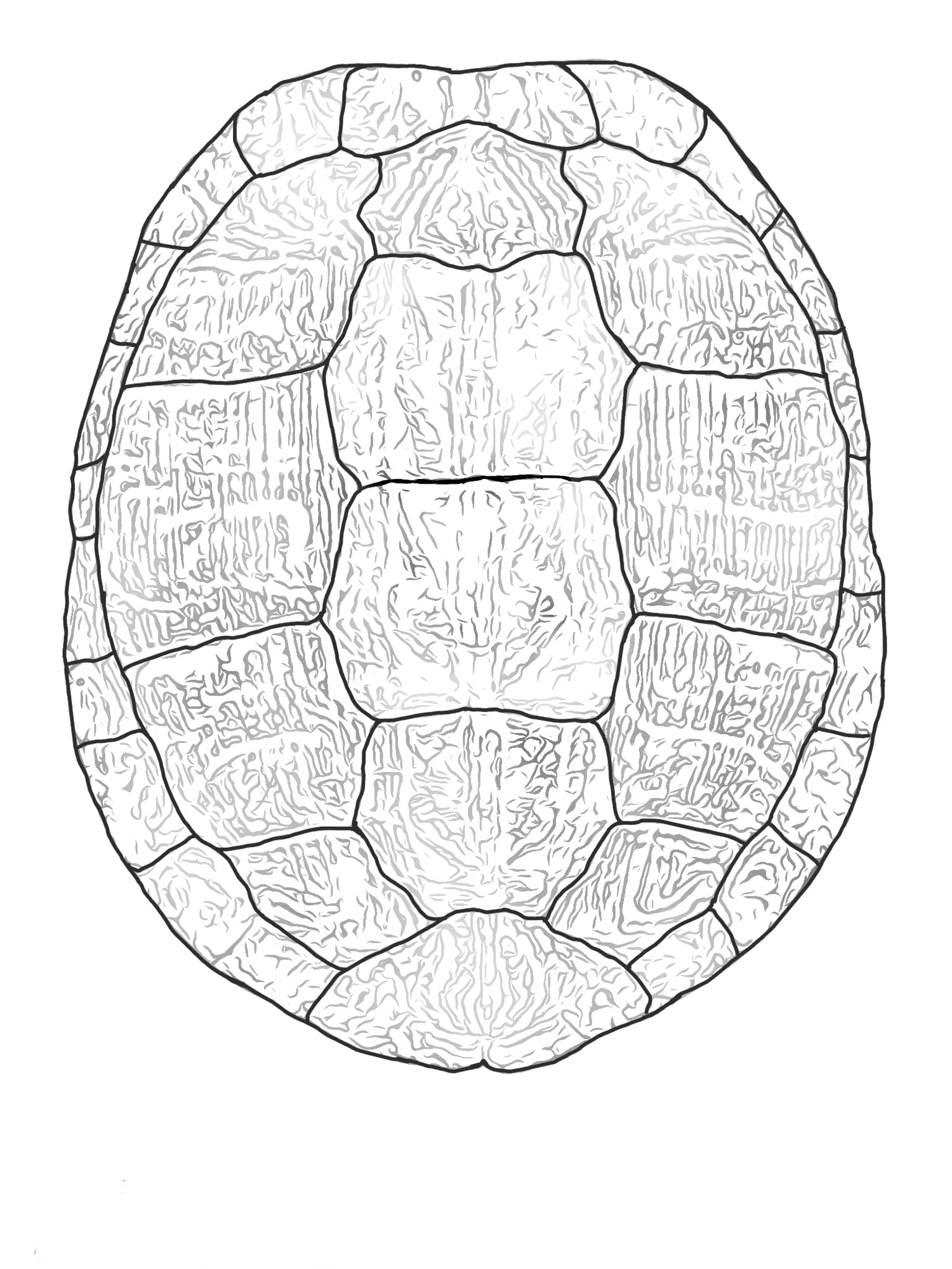 Black and white illustration of a turtle shell.