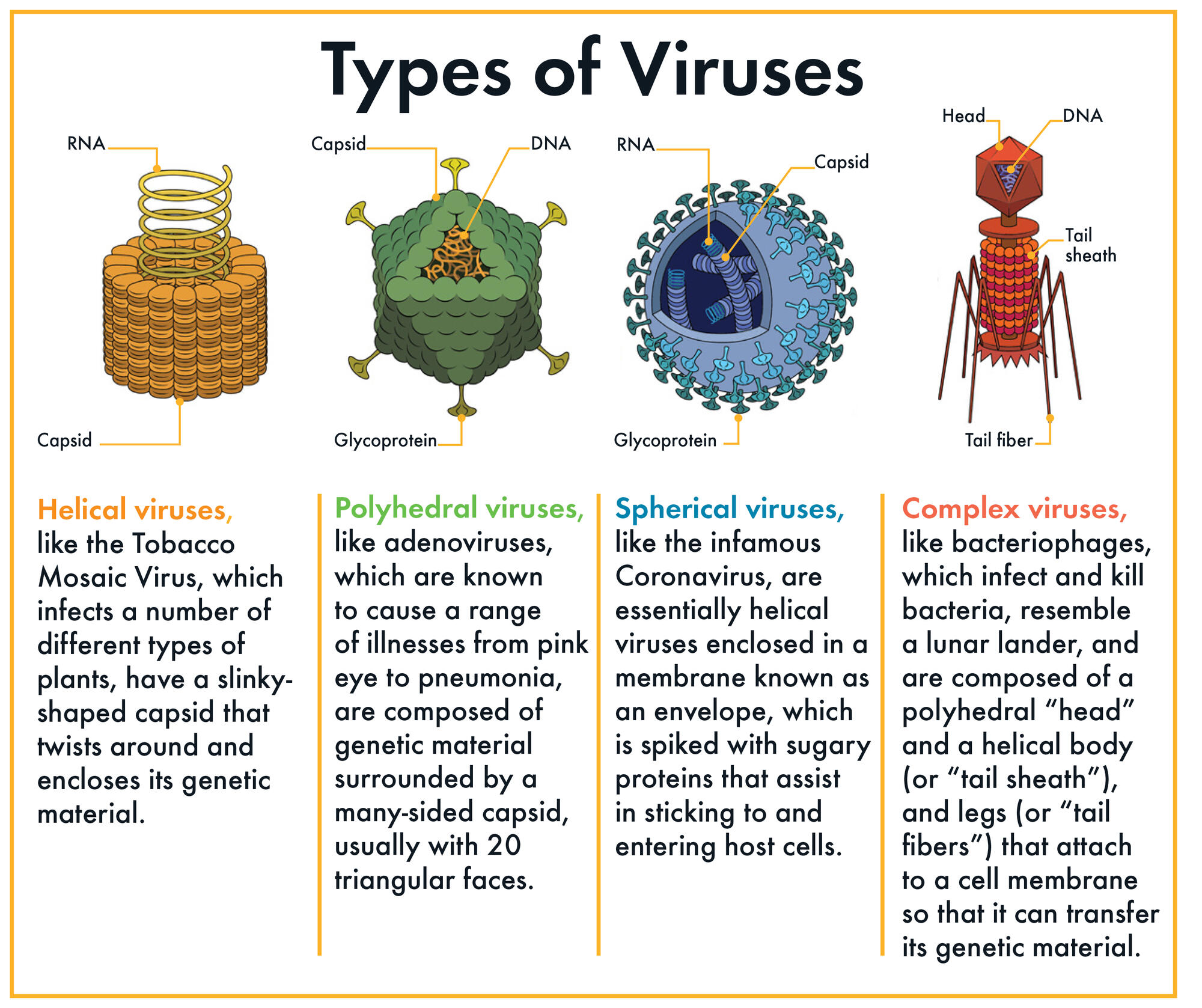 Color illustrations of 4 types of viruses with descriptions.