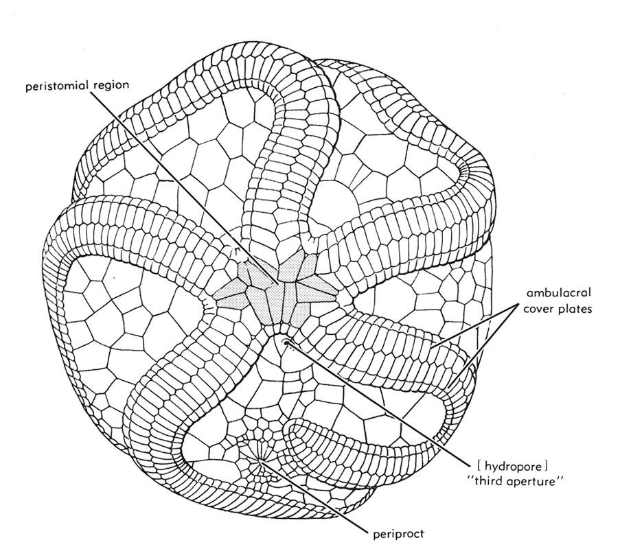 Edrioasteriod (Echinozoan) morphology based on Edrioaster bigsbyi
