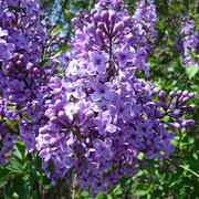 Lilac Sunday