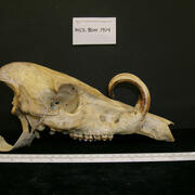 image of a Babyrousa (deer-pig) skull showing large tusks