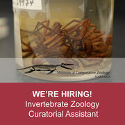 Open position in Invertebrate Zoology – Curatorial Assistant