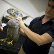 Andy Biewener Studies Bird Muscles In Motion