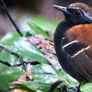 THE NEWLY DISCOVERED ANTBIRD, MYRMODERUS EOWILSONI. PHOTO BY ANDREW SPENCER.